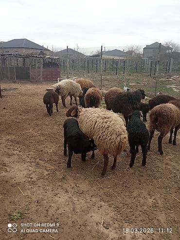 it yem: 5 can birinci ikinci qarına olan quzulu və iki yaş yarımlıq qoç — 7