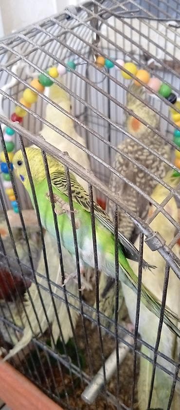 ev quslarinin satisi: Tutuquşu Korella. ( Sultan ) Sarı quşlar 35 manat Boz quşlar 30 manat — 5