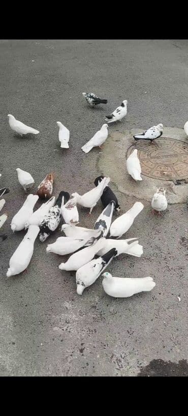 Təcili satılır 100 manat ünvan Gəncə lalafo.az -da Təcili satılır 100 manat ünvan Gəncə