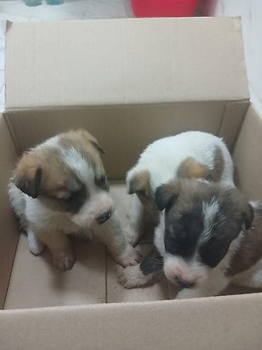 xaski it adlari: Balaca it balaları – xoşxasiyyət, aktiv və çox mehriban Pulsuz verilir — 2