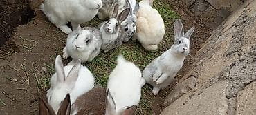 Atasi yeni Zelandiya bide kaliforniya qarisigidi anası yerli dovşandi