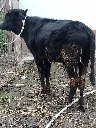 Gəmiricilər: Cüt satlir 2 sdə erkeydi cüt qimeti 2550 deylir riyalı alcıyla — 1