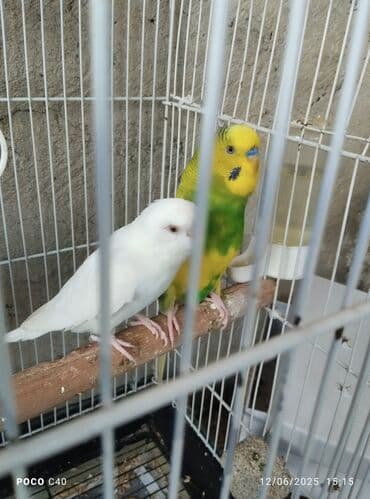 клетки для попугаев купить: Hazir cuttttu — 1