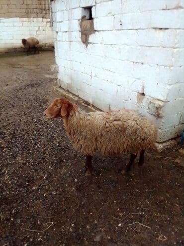 ana bala qoyun: Qoyun satılır istəyən olsa yazsın video sun atım baxın real alıcıya — 2