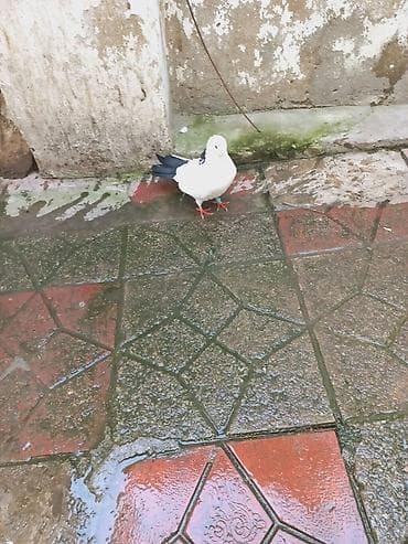 seyfe satlir: Tek olduquna gore satiram saqlam qusdur — 3