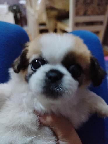 İtlər: Pekines, 3 ay, Erkek, Peyvəndli — 2