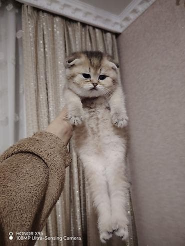 Şotland yastı qulaq, Dişi, Yaxşı əllərə, Ödənişli çatdırılma