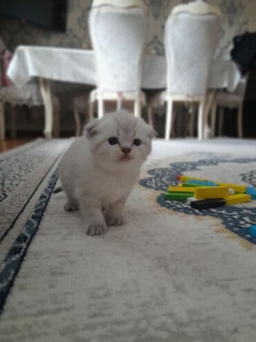 шотландские вислоухие коты: Şotland yastı qulaq — 7