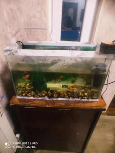 ucuz it yemleri: Dördbucaq akvarium, Balıqlarla birlikdə, 75 l — 3