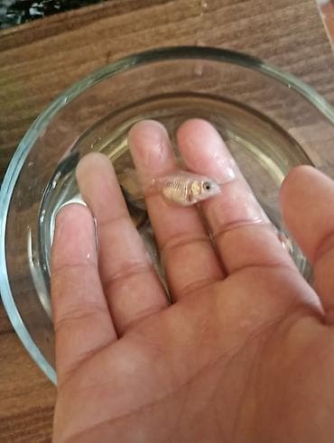 Qızıl balıq, Sülhsevər — 5