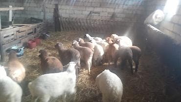 Məhsul: Quzu sürüsü Təsvir: 16quzudu 10 erkekdi 6 dişi kom alana