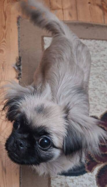 Pişiklər: 6 ay, Dişi, Peyvəndli — 3