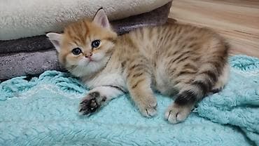 Gəmiricilər: Qızıl şinşilla, Erkək, Yaxşı əllərə, Ünvandan götürmə — 2