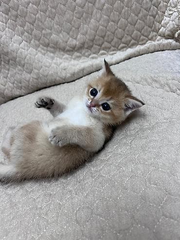 cins pişikler: Britan — 2