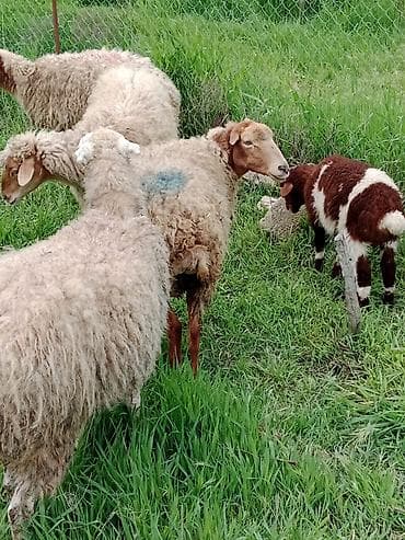 cins qoyun: 5 ədəd qoyun satılır 1 ədəd ana bala qoyun (bala ərkəkdi) 3 ədəd — 3