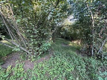 xacmazda findiq bagi satilir: Kənd təsərrüfatı — 9