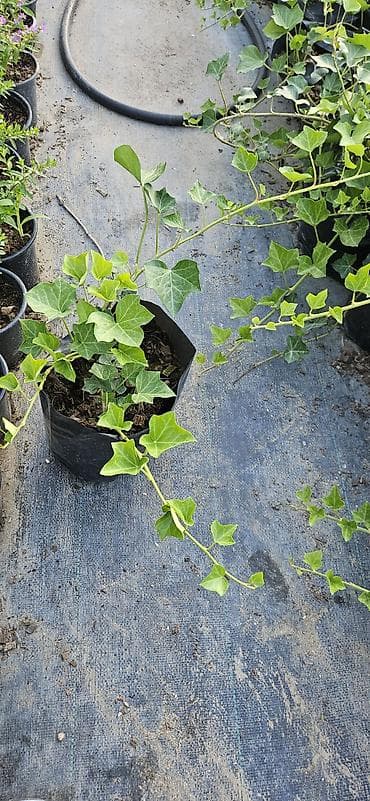 hilba bitkisi nedir: Hedera helix (Plyuş sarmaşığı) sürətlə yayılaraq səthləri bürüyən — 5