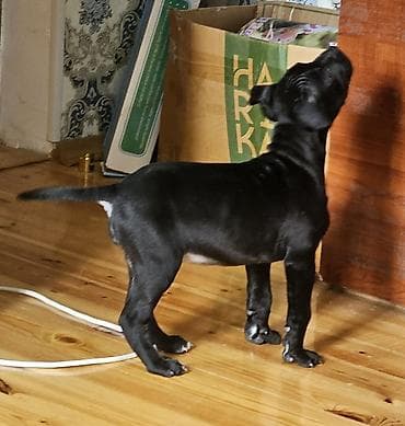 it agizligi: 2 ay, Dişi, Ünvandan götürmə — 2