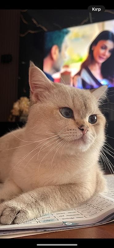 Britan, Erkək, Cütləşmə üçün