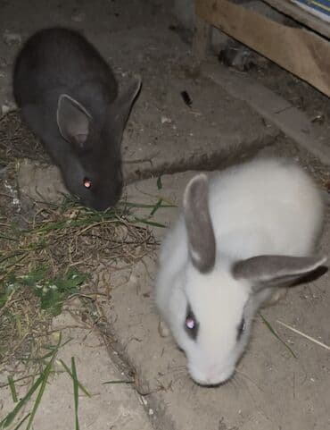 K/t heyvanları üçün mallar: Satılır: 2 ədəd ev dovşanı - Rənglər: biri tam tünd boz, digəri ağ — 2