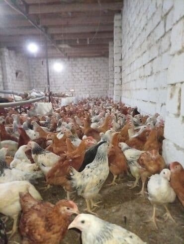 ağ toyuq: Toyuq, Broyler, Ətlik — 4