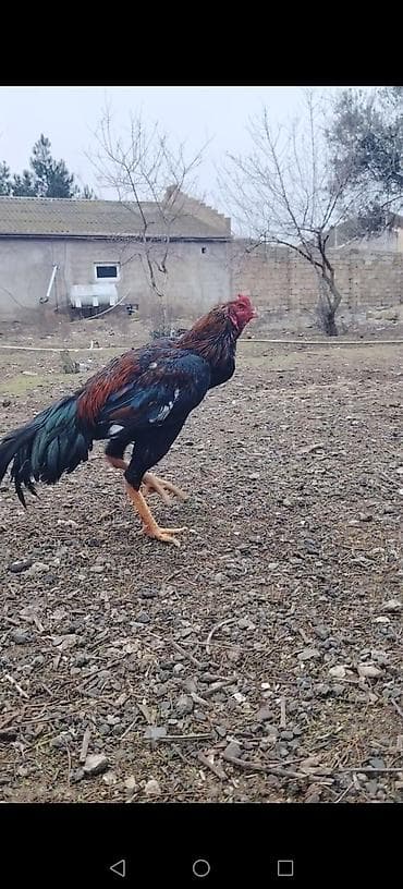 heyratı xoruzları: Salam aleykum. Super cins bece meşqi olub cidi isdeyene atilacaq — 3