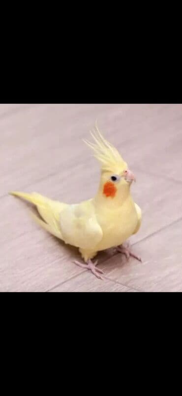 VAZ (LADA): Nymph paraket (Cockatiel) – 2 fərqli rəng mutasiyası - Növlər: Nymph — 1