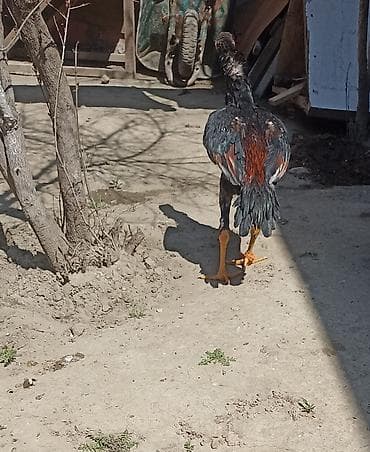 dovsan yemi: Salam 5 ayna gecib axır çəkili heyvandı 10 11 ayında 4 5 kl olacaq — 3