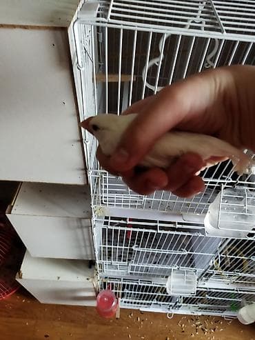 Salam təcili satilir pul lazmid deye cut 1 dəfə yumurtalayiblar alanda — 7