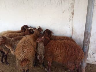 Коровы, быки: Elan başlığı: 7 boğaz qoyun satılır Təsvir: - 7 ədəd boğaz (hamilə) — 3