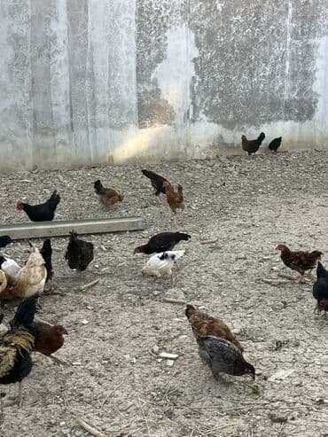 cücə və xoruz: Toyuq, Australorp, Brama, Damazlıq, Ünvandan götürmə — 27