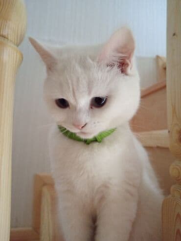 pişik sahibləndirilir: Van, Dişi, Yaxşı əllərə, Ünvandan götürmə — 5