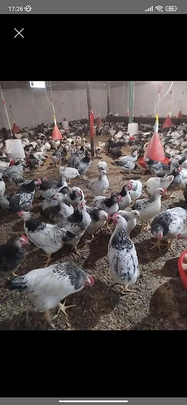 www.toyuq ve cuce yem qablari: Toyuq, Bresse, Damazlıq, Ünvandan götürmə — 2