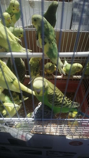 Bala Valnisti 9azn Boş qəfəs 9azn 1 bala quş +Qəfəs +Suqabı+Yemqabı