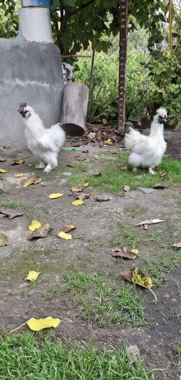 quş qefesleri: Pon Pon cütü 55azn — 1