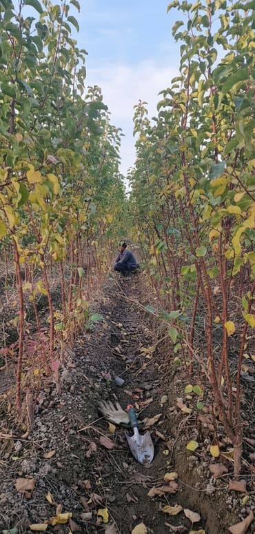 su krantları qiymetleri: Meyvə tingləri – intensiv bağlar üçün - Növlər: alma və armud heyva — 2