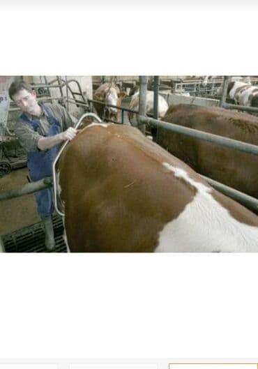 toyuq ucun qurd dermani: Heyvanların təkmə atmasinin qarşısını alır Yeni Türkiyə istehsalı — 9