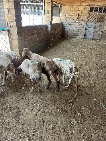 at sekileri: Qoyunlar –7dənə qoyundu hamısı dişlidi cavanıda var içində zəifdilər — 9