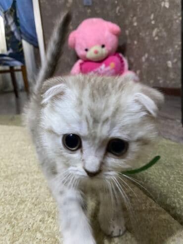 britan pişik: Şinşilla, Dişi — 3