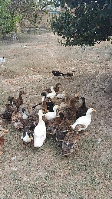 ari ailesi satisi: Ördəklər.5manatdan 25manata kimi deysiir boyuna ayına gününe yaşına — 1