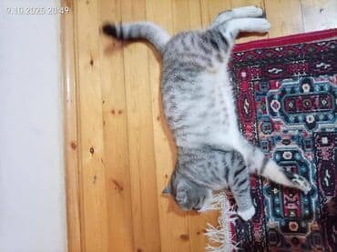 bakida cins ineklerin satisi: Şinşilla, Erkək — 3