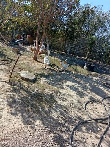 sort qazlar: Ağ qazlar dəsti - Növ: ev təsərrüfatı üçün ağ qazlar - Say: fotolarda — 4