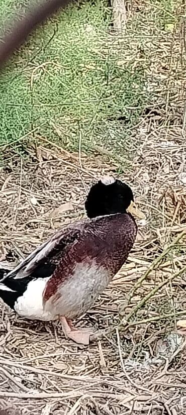 HƏR Növ lal ördək sortu satılır. Lal ördək yaxşı çəkili olur. 35 — 9