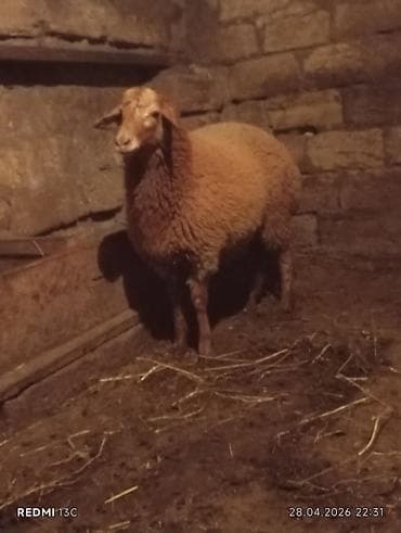 Super erkey quzudu 6 ayliq hem damazliqa hemde kesgiye yarayir