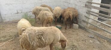 arpa bugda: Dişi, il: 5, 5 kq, Damazlıq, Ünvandan götürmə — 7