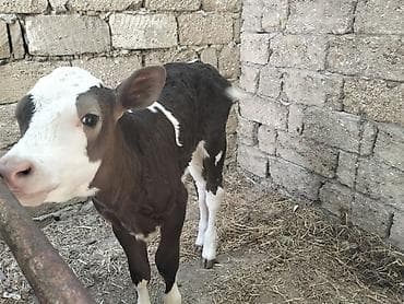 sort inəklər: Holşteyn inəklər satılır. Biri bir aydır doğub,dişi balalı, 35 litr — 7