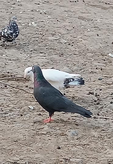 deve quşu: Oynaq qızğın erkəkdi qara mayadı sağlam dı — 7