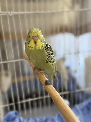 Elanı dıqqetle oxuyun!! Temız qan çex quşlar. Teze qızgınlıga gırıbler