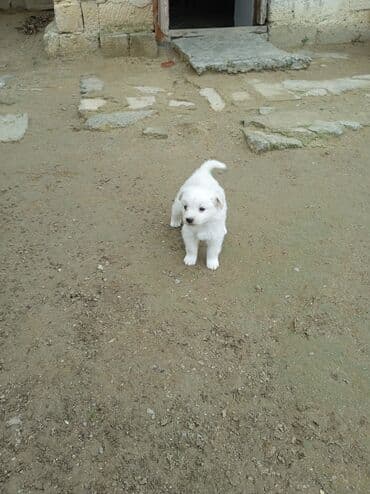 собака отдам в хорошие руки: Звонок — 3