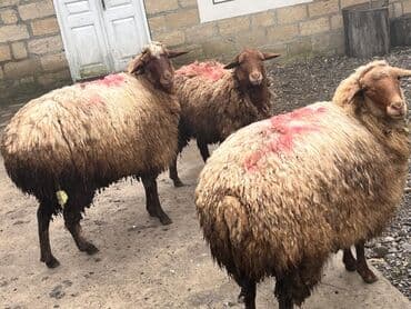 doşan şəkilləri: Qoyunlar satılır. - Ümumi: 4 baş - 1 nömrəli – erkək - 2 və 3 nömrəli — 2